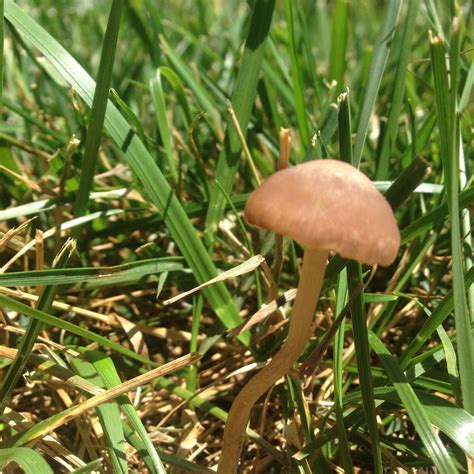 Liberty caps are the only mushrooms in The Netherlands which contain psilocybin. . Liberty cap spores